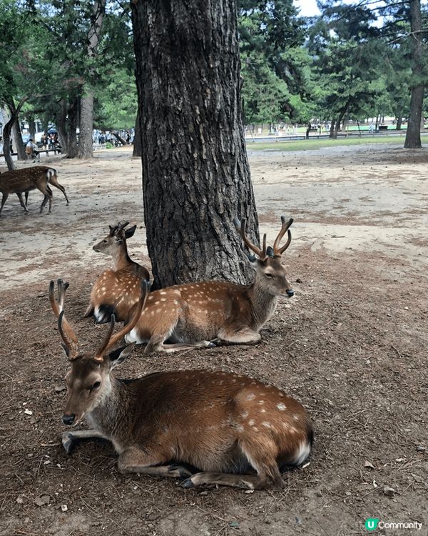 當時去了日本環球影城都玩了不了機動遊戲很好玩，也去了海遊館那...