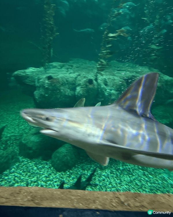 到了海洋公園，首先映入眼簾的是壯觀的入口，色彩繽紛的裝飾讓人...