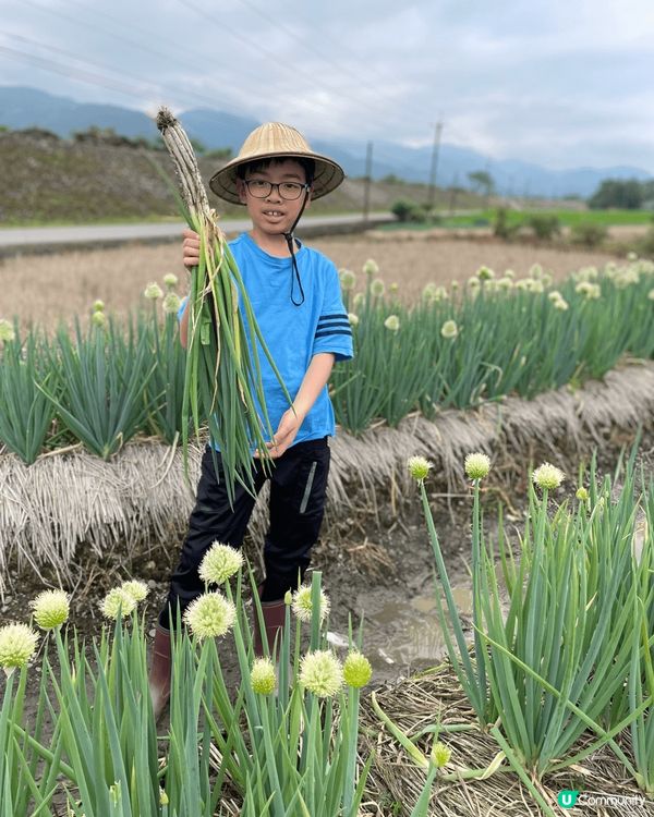 宜蘭三星蔥聽過好多次，去摘蔥都係第一次！原來要好大力先可以拔...