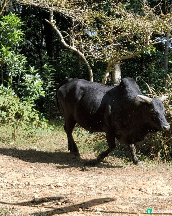 早排天氣時熱時涼，有日無雨又廿度就走去行山，太耐無行，行到中...