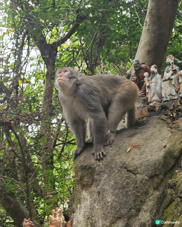 早排天氣時熱時涼，有日無雨又廿度就走去行山，太耐無行，行到中...