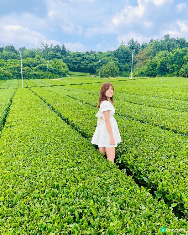 O’sulloc 雪綠茶博物館🍵每年訪客流量在150萬上下，...