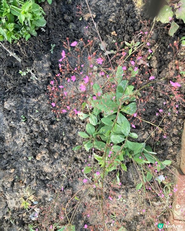 休閒的生活在元朗