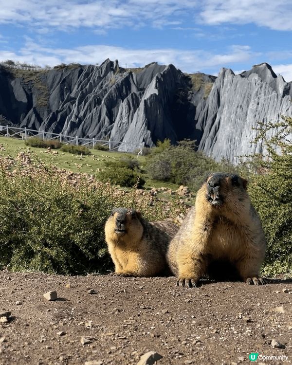 2025年5月，川藏旅遊，墨石公園。整個公園都是土撥鼠在生活