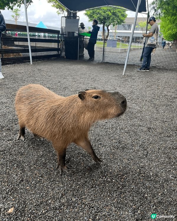 宜蘭萌寵動物園好玩乾淨