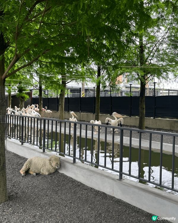 宜蘭萌寵動物園好玩乾淨