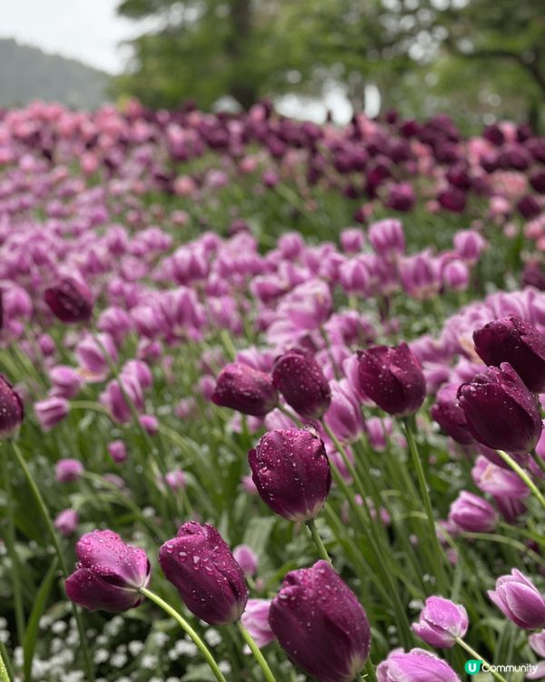 我哋喺溫哥華去咗賞花天堂 —— Butchart Garde...