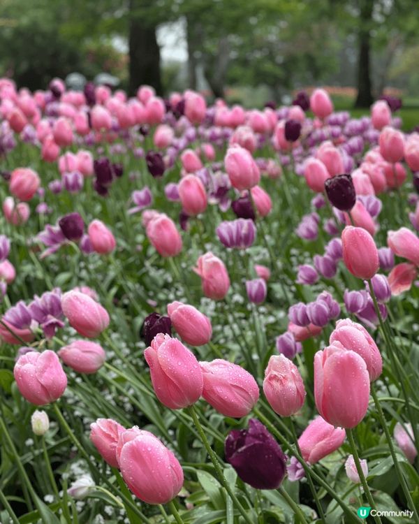 我哋喺溫哥華去咗賞花天堂 —— Butchart Garde...