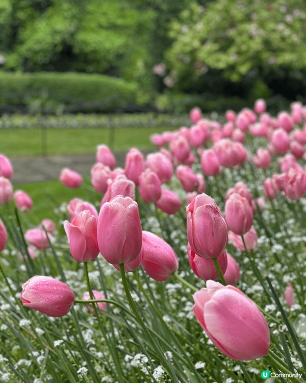 我哋喺溫哥華去咗賞花天堂 —— Butchart Garde...