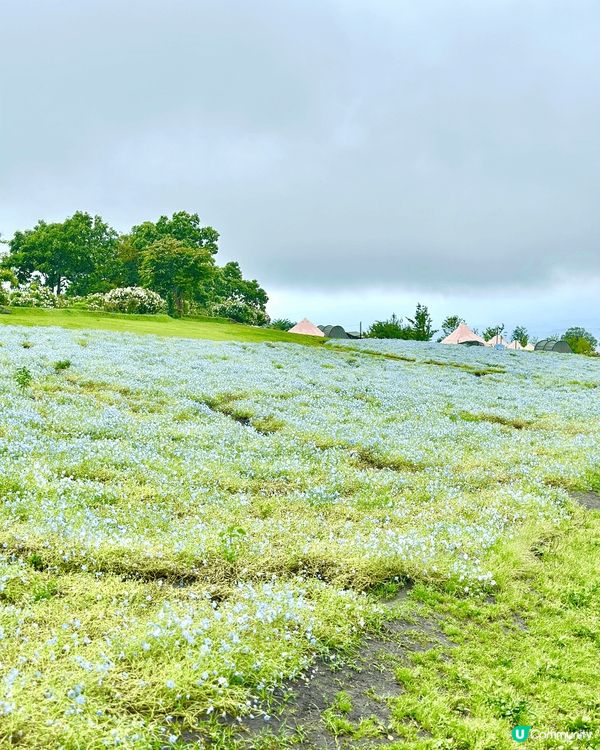 日本久住花公園位於九州中心嘅大分縣竹田市內，成人入場費$13...