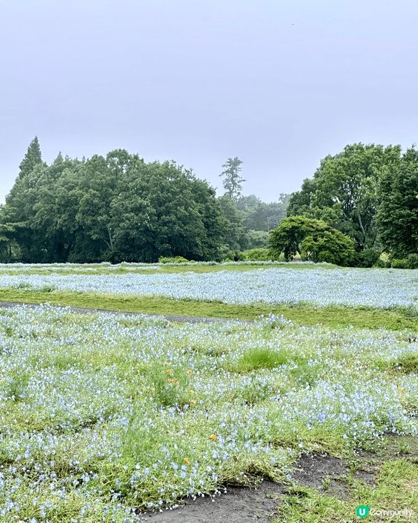 日本久住花公園位於九州中心嘅大分縣竹田市內，成人入場費$13...