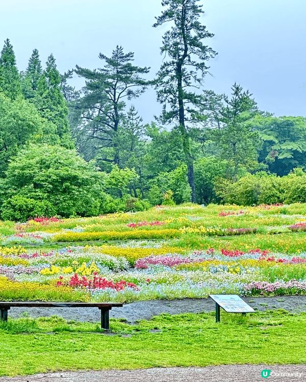 日本久住花公園位於九州中心嘅大分縣竹田市內，成人入場費$13...