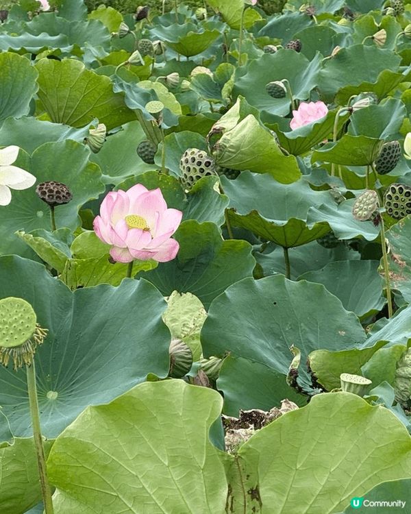 上上星期六【夏日滋味：#荷塘食農體驗🪷】#1號風球下的體驗