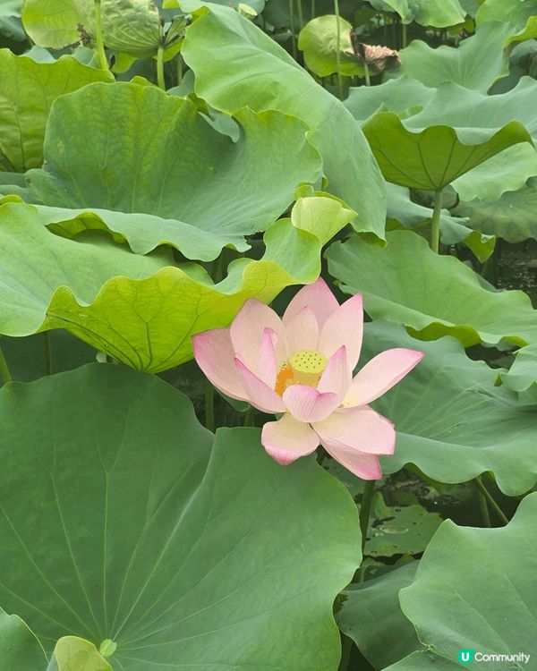 上上星期六【夏日滋味：#荷塘食農體驗🪷】#1號風球下的體驗