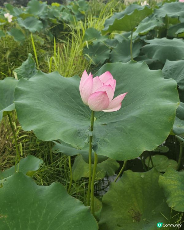 上上星期六【夏日滋味：#荷塘食農體驗🪷】#1號風球下的體驗