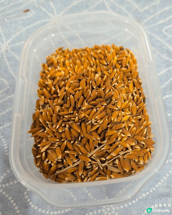 上上星期六【夏日滋味：#荷塘食農體驗🪷】#1號風球下的體驗