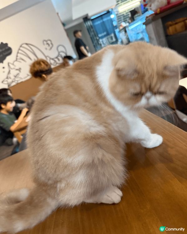 和小朋友到大埔貓貓cafe玩和吃，到海濱公園看龍舟比賽，到草...