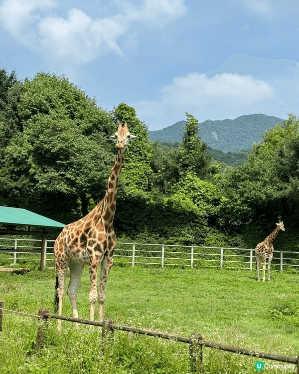 位於係韓國🇰🇷