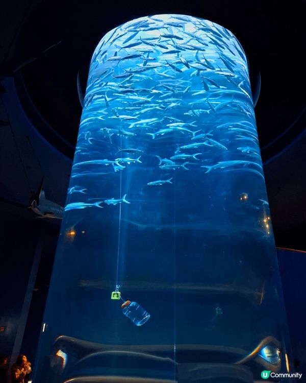 這三幅相是我、家姐和姐夫在我生日時，他們和我慶祝生日陪我去海...