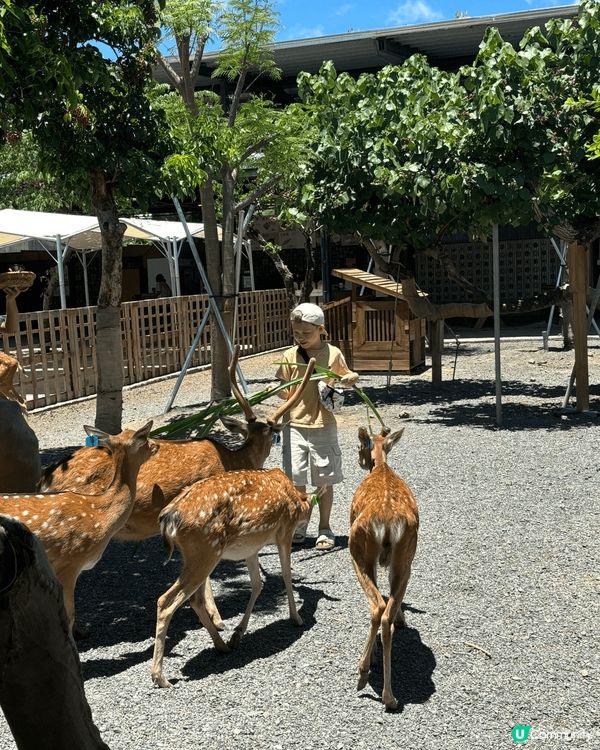 想餵鹿嘅話，近近地去台灣都可以。台灣美食亦從來無令人失望！