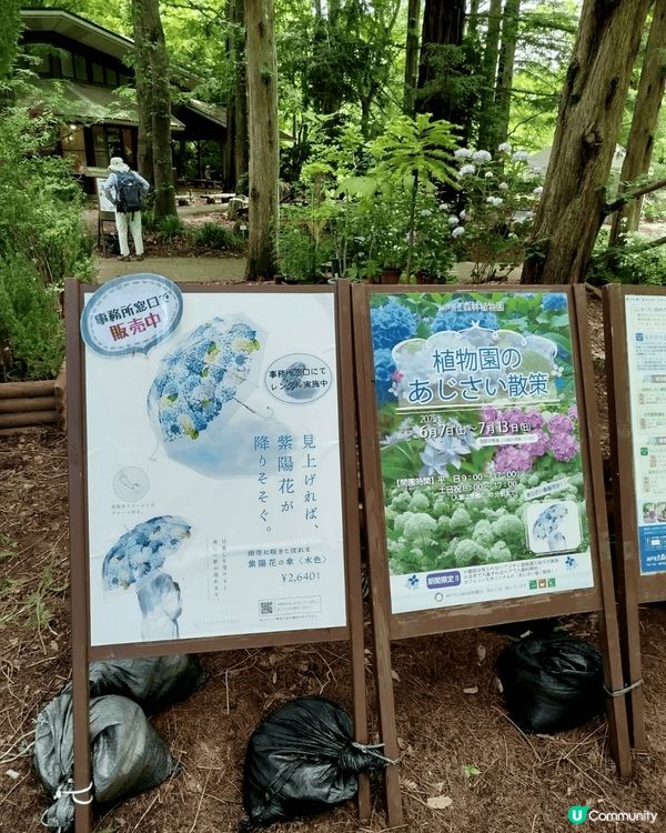 神戶繡球花海