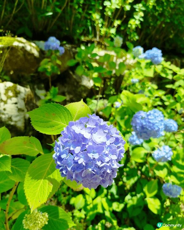 神戶繡球花海