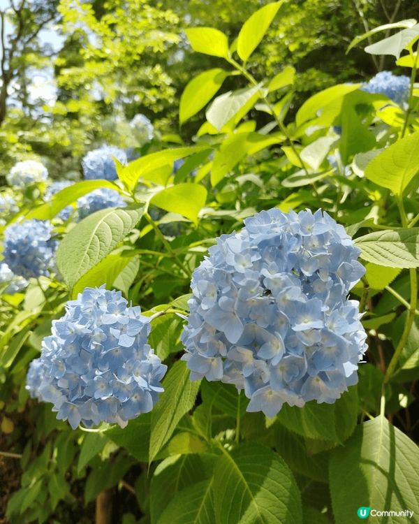 神戶繡球花海