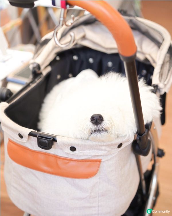 北角樓上無限時 art jam 寵物友善好去處