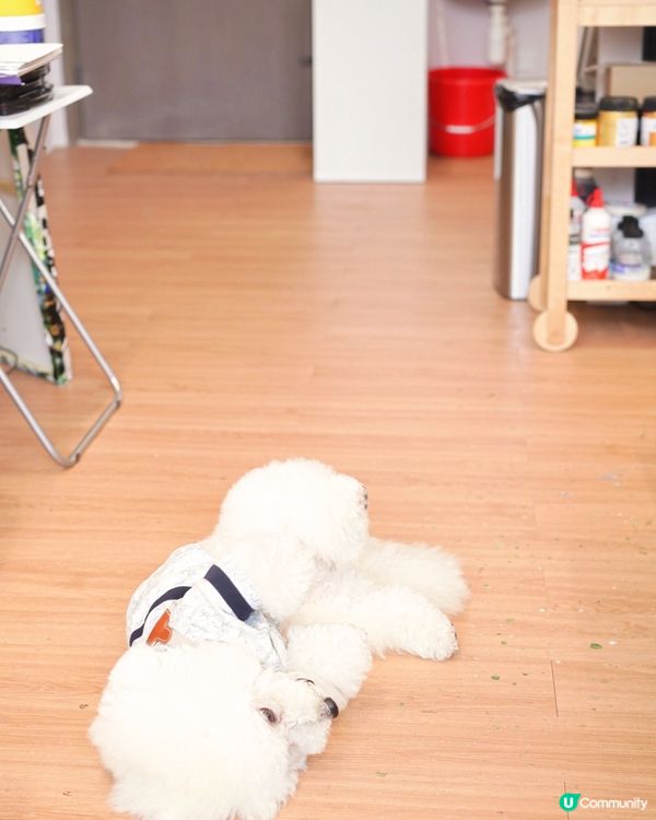 北角樓上無限時 art jam 寵物友善好去處