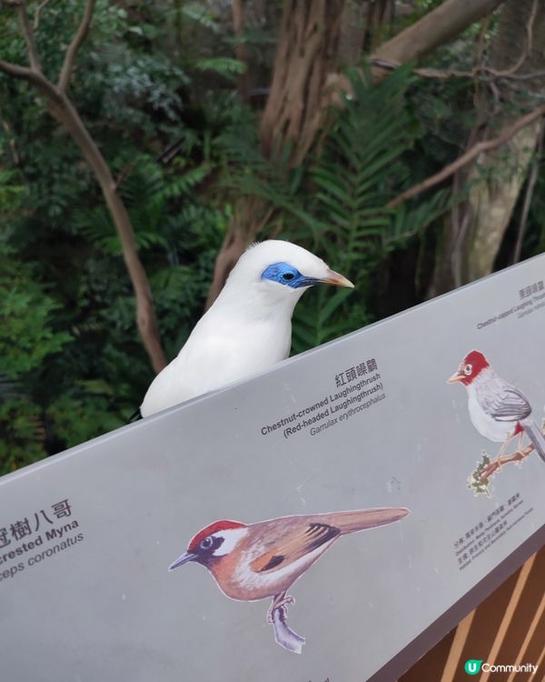 香港公園雀仔仔超萌！😍 影相打卡一流！📸