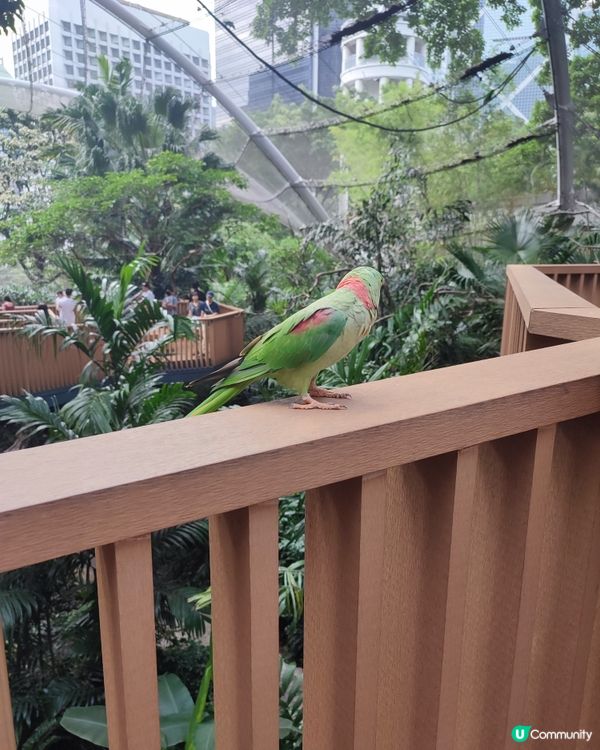 香港公園雀仔仔超萌！😍 影相打卡一流！📸