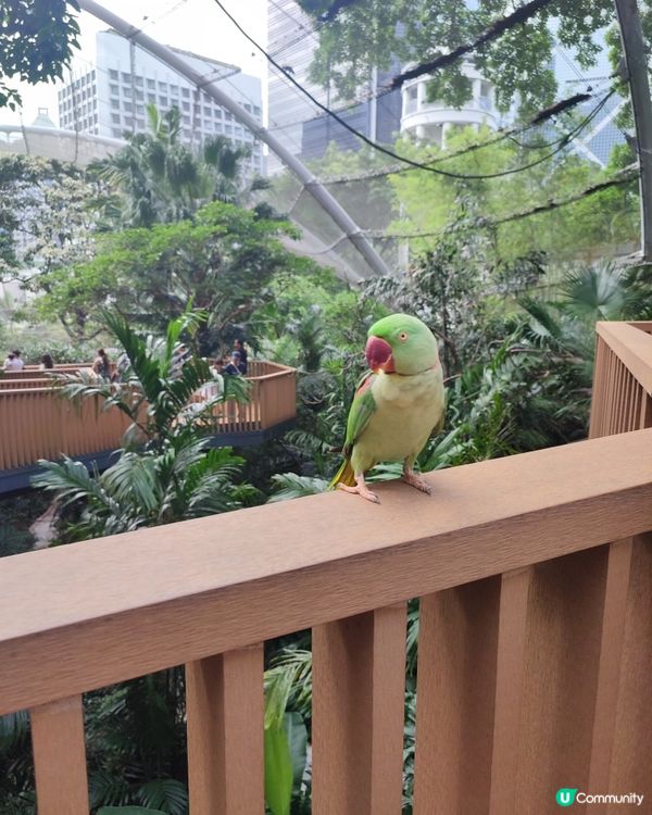 香港公園雀仔仔超萌！😍 影相打卡一流！📸