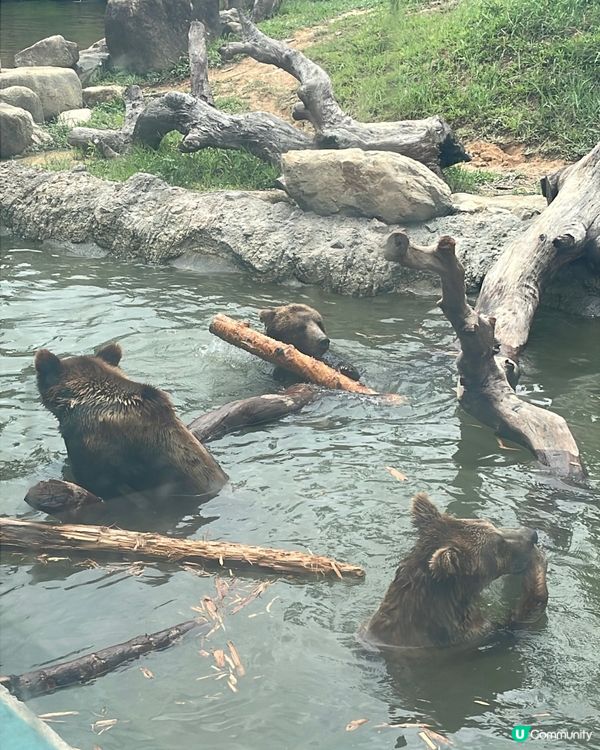 全新亮點搶先看｜清遠長隆森林王國 2025 必玩推薦