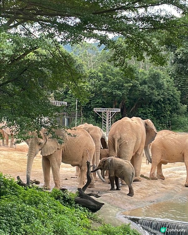 全新亮點搶先看｜清遠長隆森林王國 2025 必玩推薦