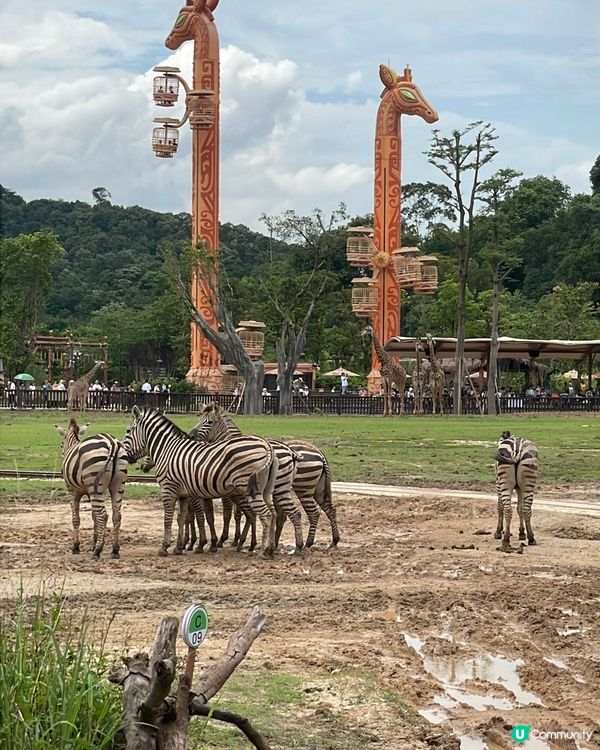 全新亮點搶先看｜清遠長隆森林王國 2025 必玩推薦