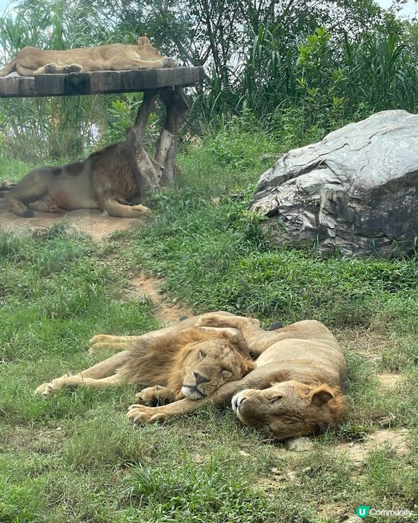 全新亮點搶先看｜清遠長隆森林王國 2025 必玩推薦