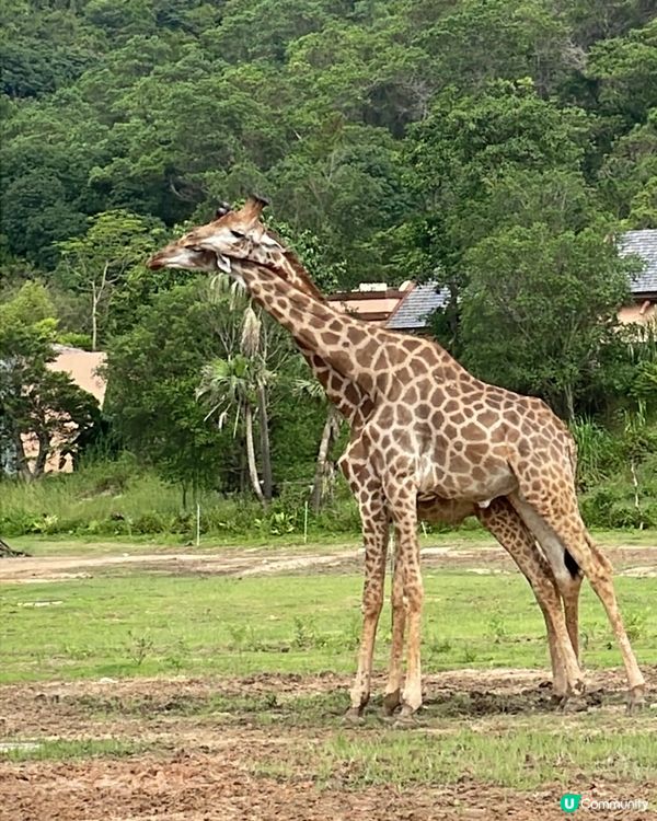 全新亮點搶先看｜清遠長隆森林王國 2025 必玩推薦