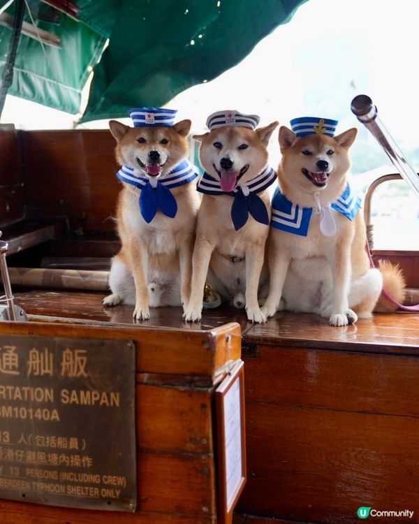 / 帶毛孩食艇仔粉 \