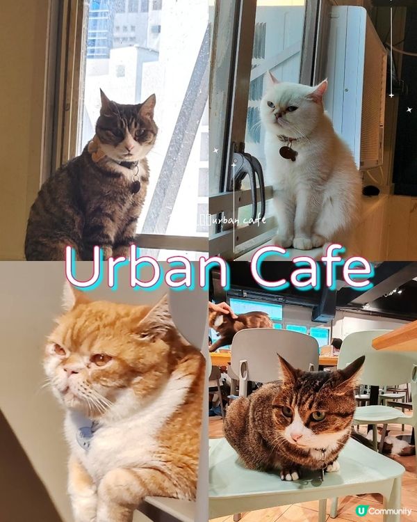 💫⭐觀塘urban cafe😺