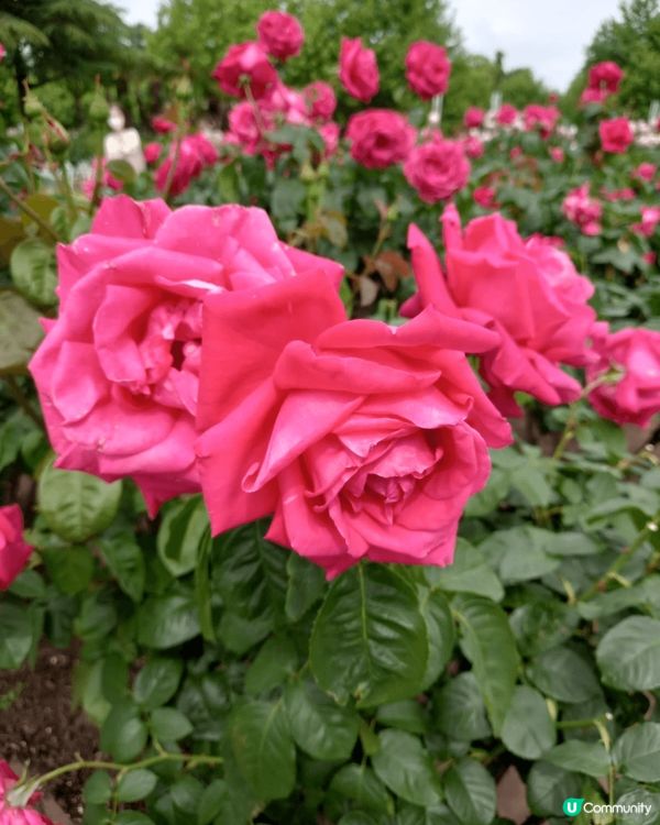 位於名古屋嘅鶴舞公園玫瑰園係一個好靚嘅打卡地點，鮮豔盛放嘅各...