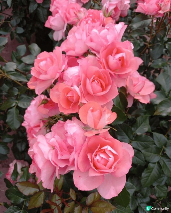 位於名古屋嘅鶴舞公園玫瑰園係一個好靚嘅打卡地點，鮮豔盛放嘅各...