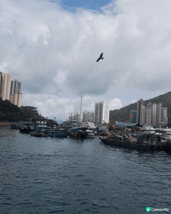 鴨脷洲公園遍植花草樹木，不愧是本港的打卡熱點；海濱長廊面臨避...