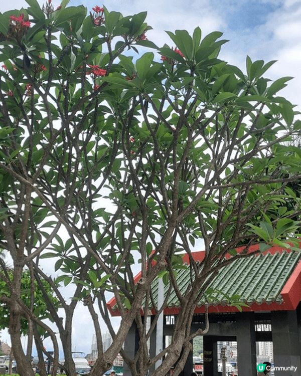 鴨脷洲公園遍植花草樹木，不愧是本港的打卡熱點；海濱長廊面臨避...