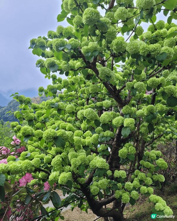 福崗真係一個好靚嘅旅遊地方！嗰度有個水簇館，入面有好多恐龍化...