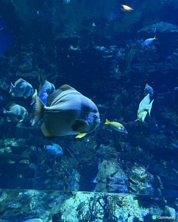 海洋公園是位於香港的一個大型主題公園和海洋生物園。主要區域