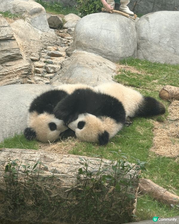 海洋公園熊貓仔，位於熊貓館，可愛，睇得耐都唔厭