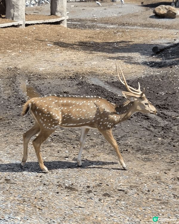 深圳野生動物園超大超多動物睇，仲有好多表演，成個行程超豐富，...