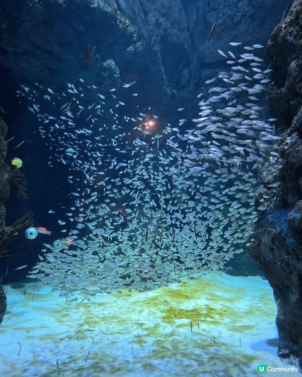 深圳野生動物園超大超多動物睇，仲有好多表演，成個行程超豐富，...