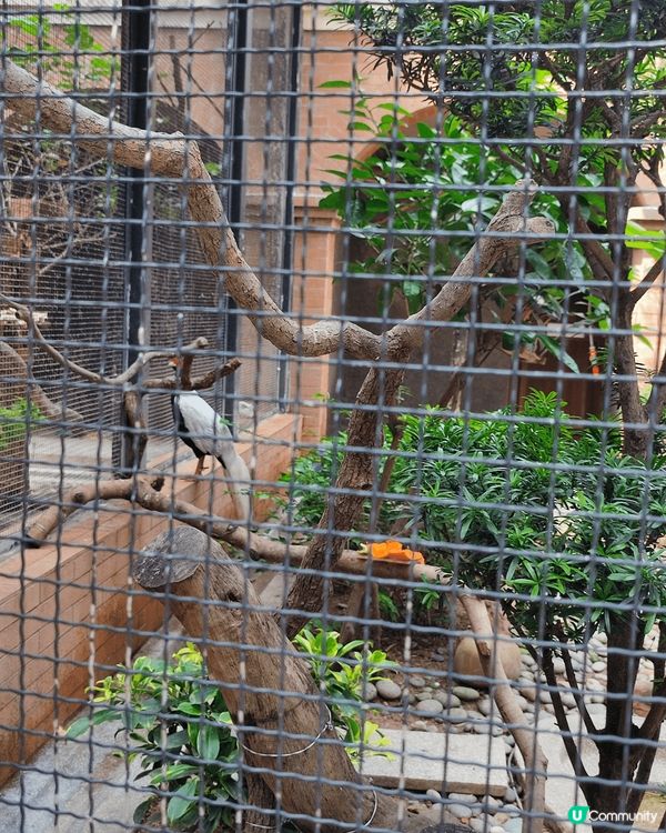 香港動植物公園有好多可愛嘅朋友仔，有一對水獺同埋一對狐獴已經...