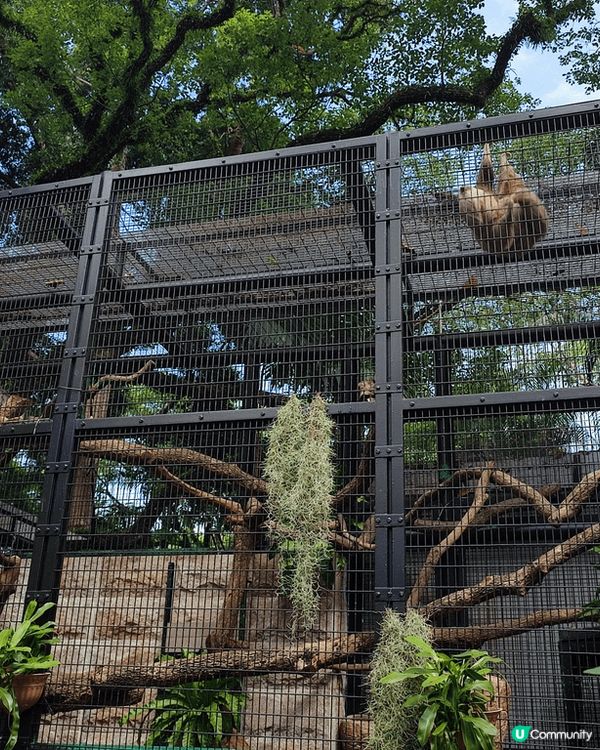 香港動植物公園有好多可愛嘅朋友仔，有一對水獺同埋一對狐獴已經...